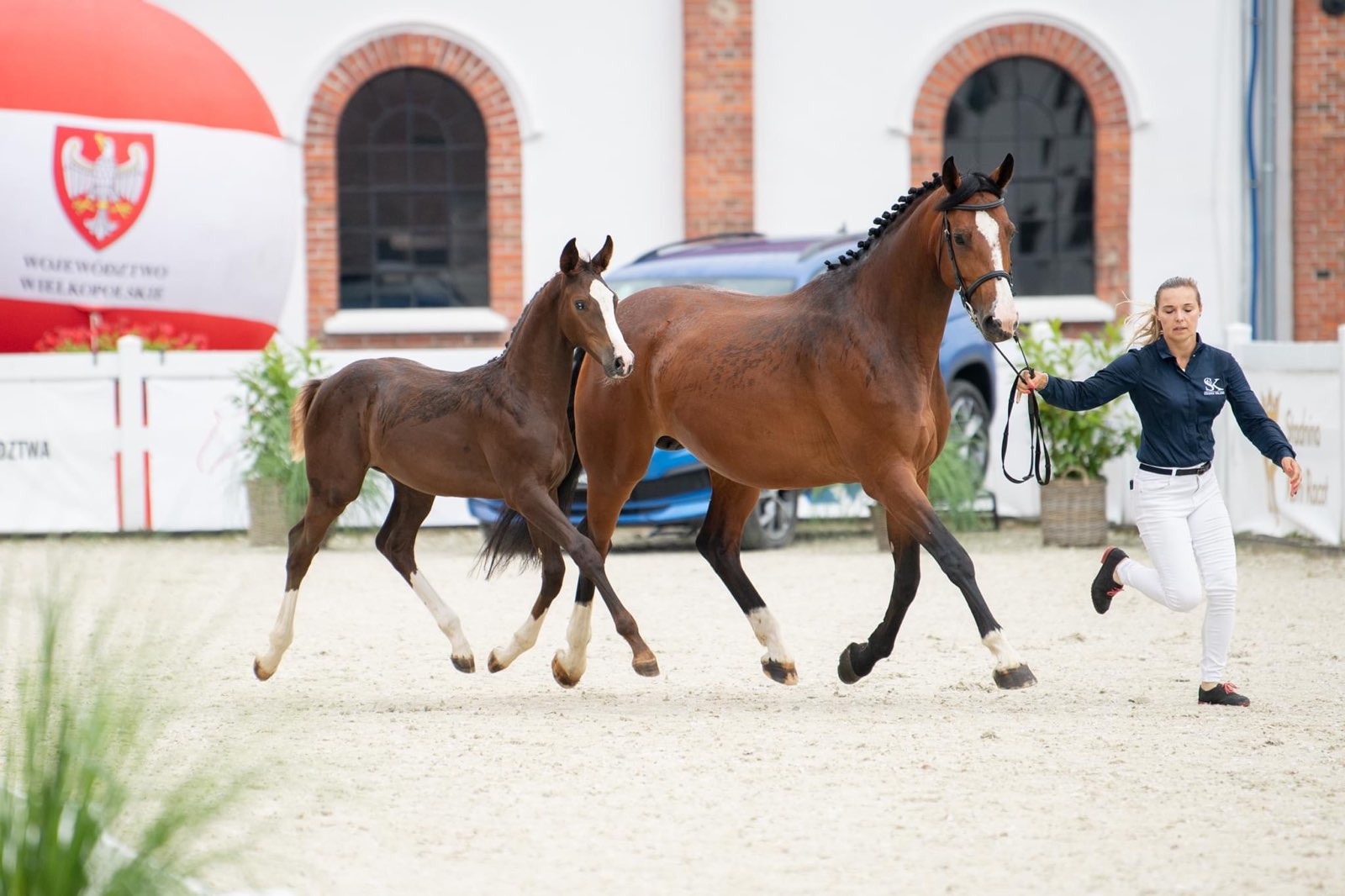 Wechta Equestrian Foal Show 2022